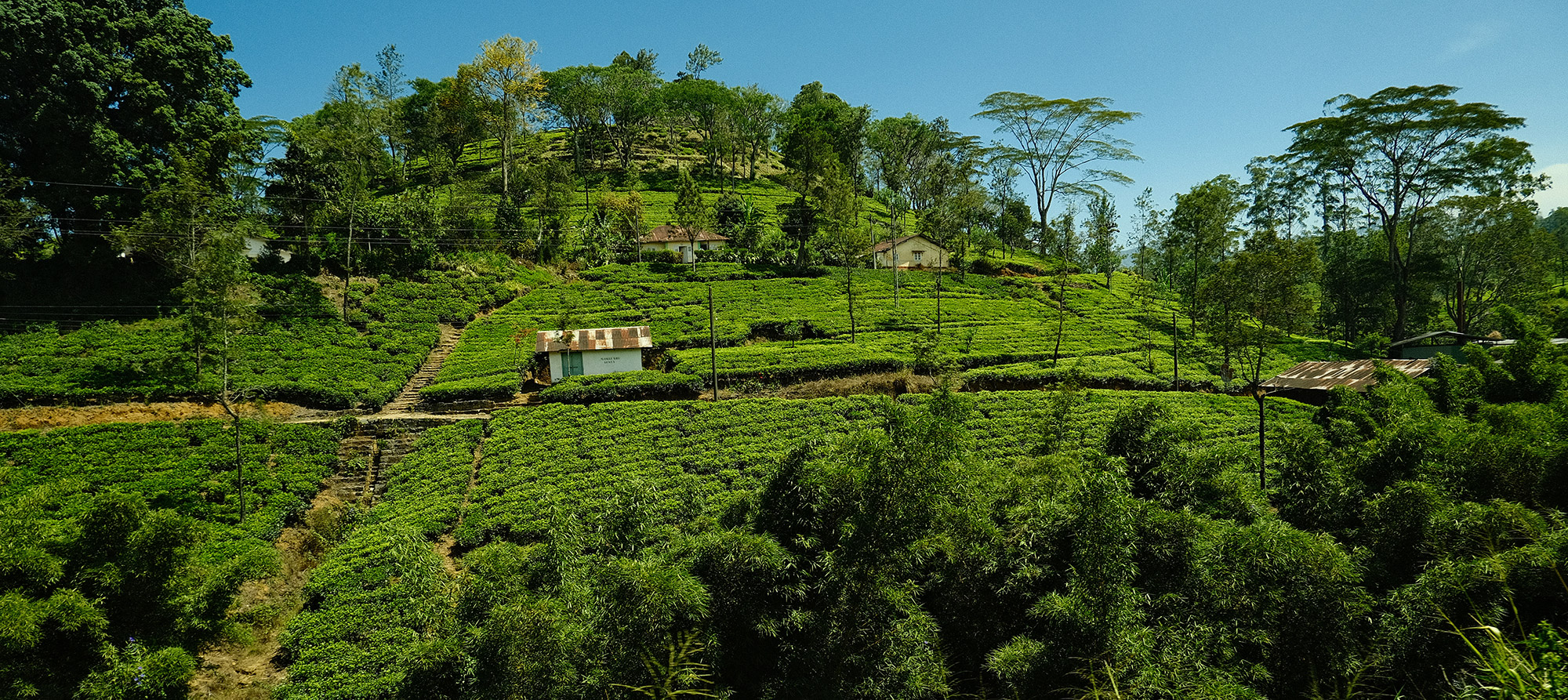 Kandy-Ella: Tea and Terrible Tourists